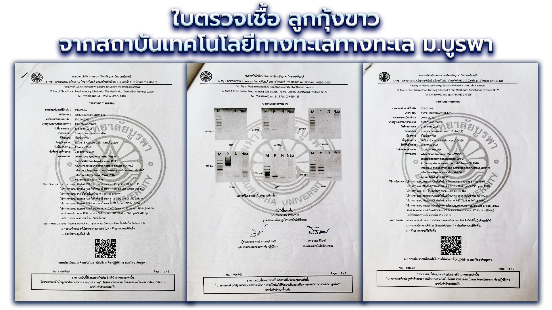 ตรวจเชื้อลูกกุ้ง