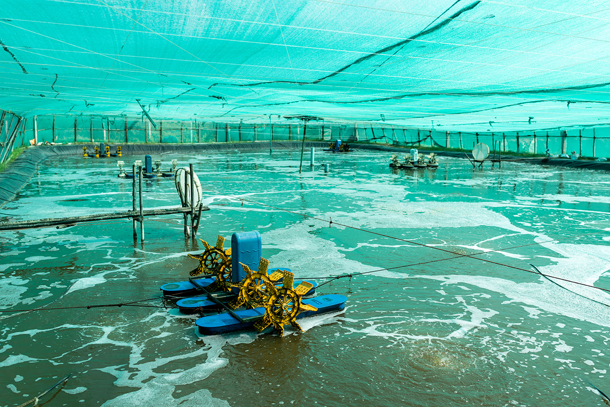 shrimp_farm_NSS04247-1